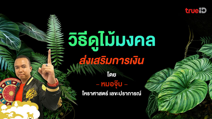 ไม้มงคล เสริมดวง ดวงการเงิน