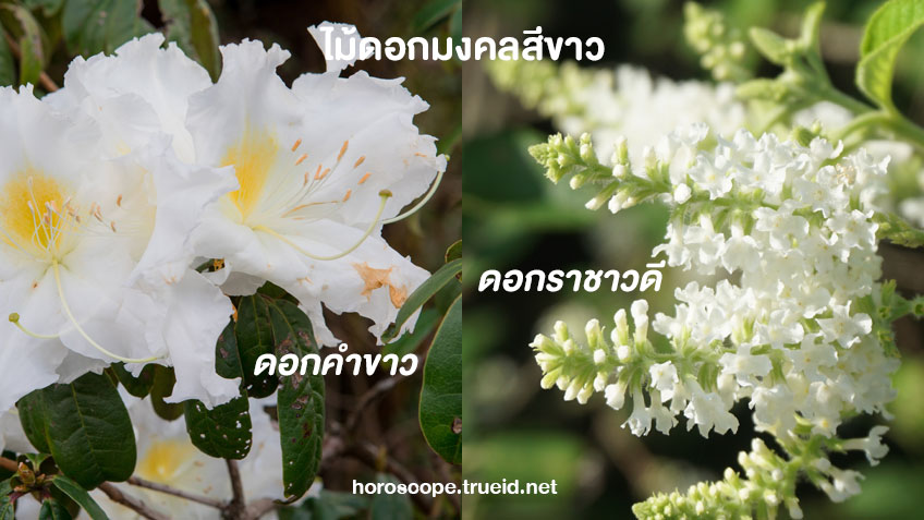 ไม้มงคล ดอกไม้มงคลเสริมดวง