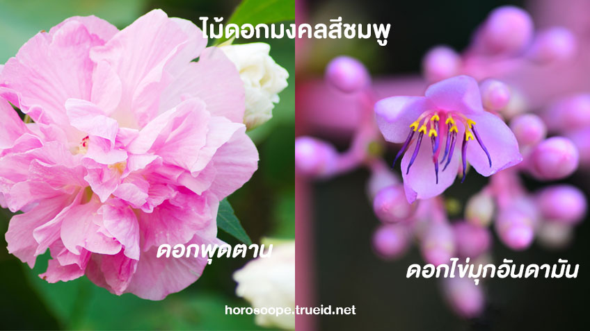 ไม้มงคล ดอกไม้มงคลเสริมดวง