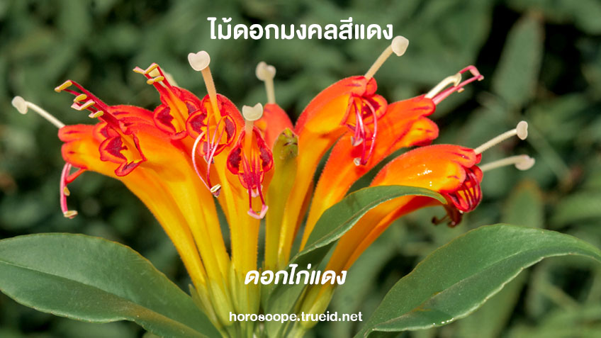 ไม้มงคล ดอกไม้มงคลเสริมดวง