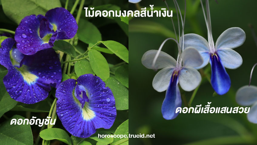 ไม้มงคล ดอกไม้มงคลเสริมดวง