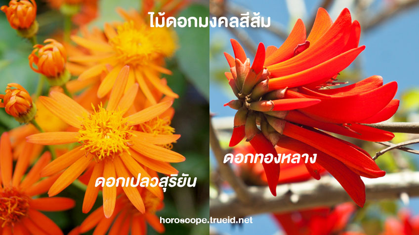 ไม้มงคล ดอกไม้มงคลเสริมดวง