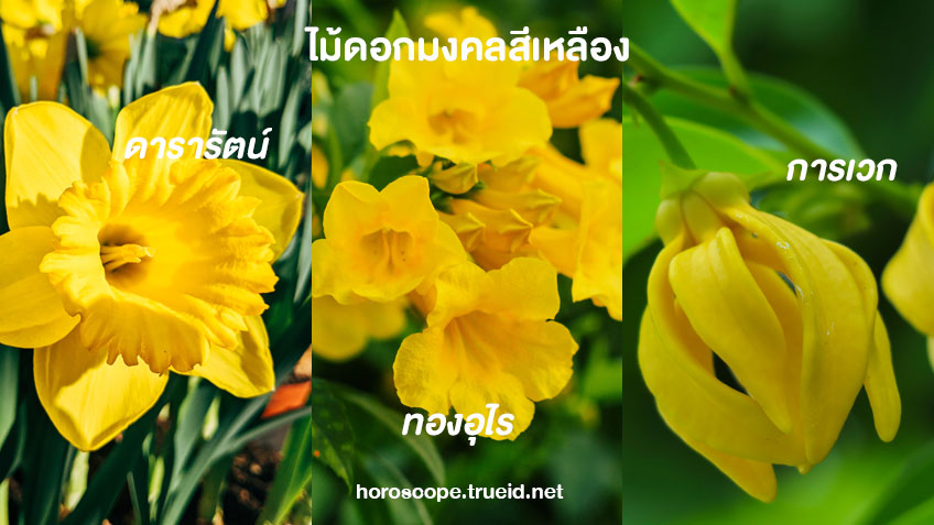 ไม้มงคล ดอกไม้มงคลเสริมดวง