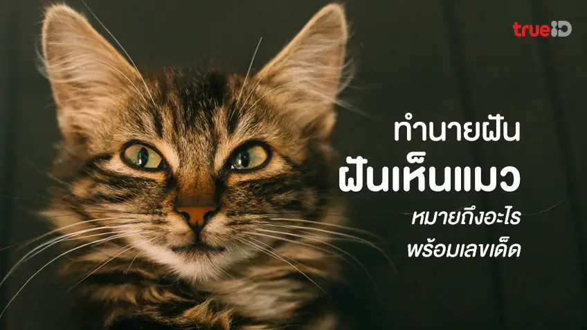 ฝันเห็นแมวตาย - รวมคำพยากรณ์สุดแม่นเกี่ยวกับ 