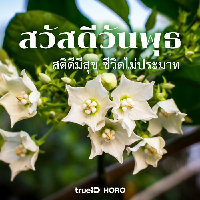 My Image 24