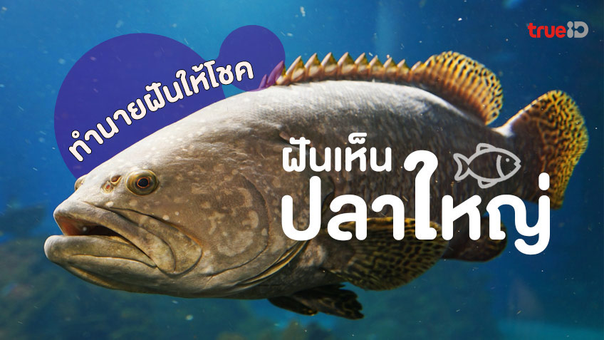 ฝันเห็นปลาตัวใหญ่ ฝันว่าจับปลาตัวใหญ่ ทำนายฝันว่าอะไร เลขโชคลาภเลขอะไร 2569