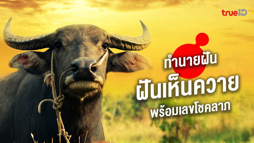 ฝันเห็นควาย ฝันเห็นควายไล่ขวิด หรือวิ่งเข้าหา ทำนายฝันว่า... ฝันเห็นควาย ฝันเห็นควายไล่ขวิด หรือวิ่งเข้าหา ทำนายฝันว่า...