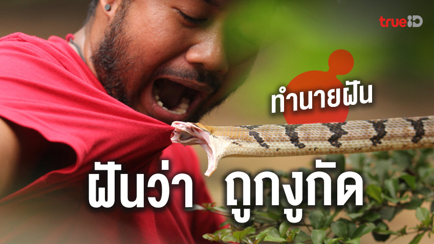 ฝันว่างูกัด งูฉก งูกัดขา งูกัดแขน งูกัดมือ ทำนายฝันว่าอะไร เลขโชคลาภเลขอะไร