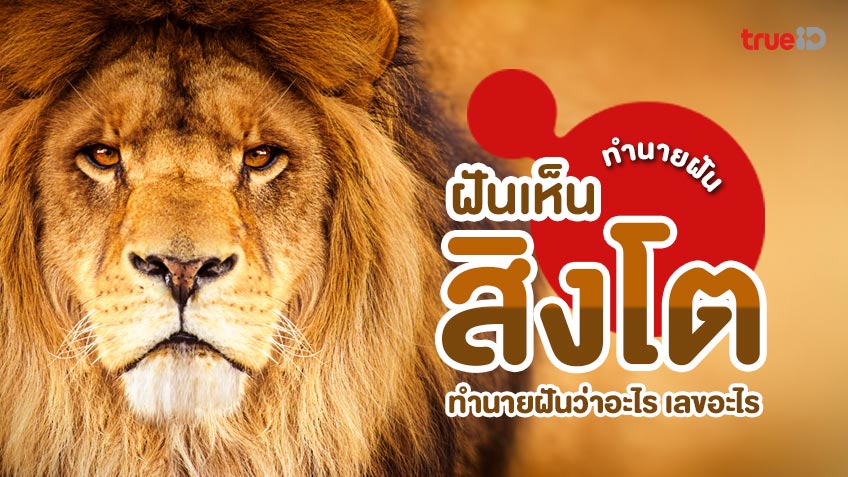 ฝันเห็นสิงโต ฝันเห็นสิงโตตัวใหญ่ ทำนายฝันว่าอะไร เลขโชคลาภ เลขอะไร