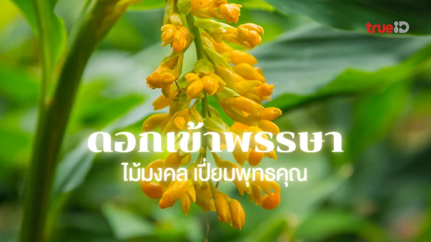 เปิดประวัติดอกเข้าพรรษา จากตำนานพุทธกาล ทำไมจึงเป็นไม้มงคลชั้นสูงเปี่ยมพุทธคุณ