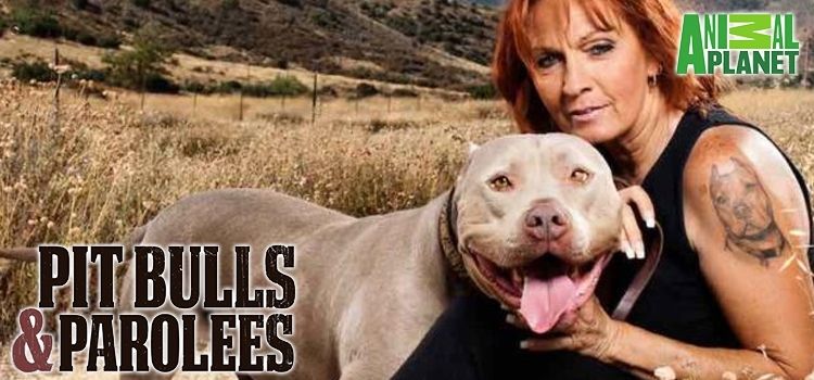 PIT BULLS & PAROLEES (SEASON 9) PIT BULLS & PAROLEES (SEASON 9) : FIRE DOG