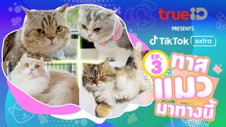 Pets EP3 ทาสแมวมาทางนี้