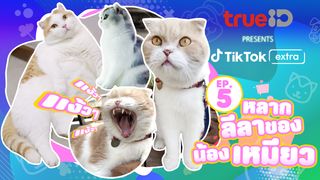 Pets EP5  หลากลีลาของน้องเหมียว