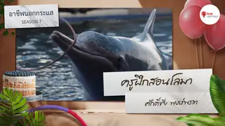 Ep.3 | อาชีพนอกกระแส SS7 ตอน ครูฝึกสอนโลมา