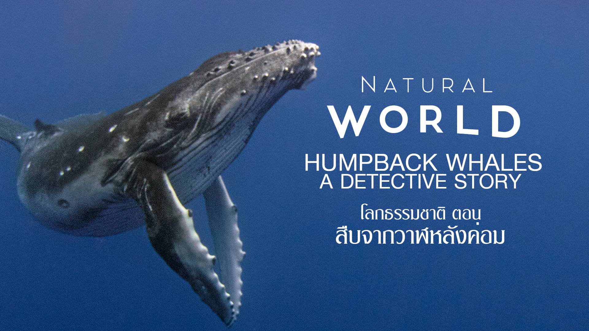 Natural World Humpback Whales A Detective Story Watch Movies Online