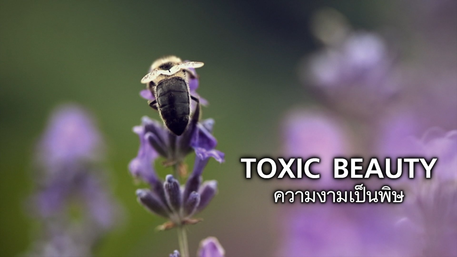 TOXIC BEAUTY - Watch Movies Online