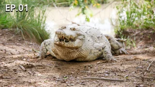 72 Dangerous Animals: Latin America - Watch Series Online