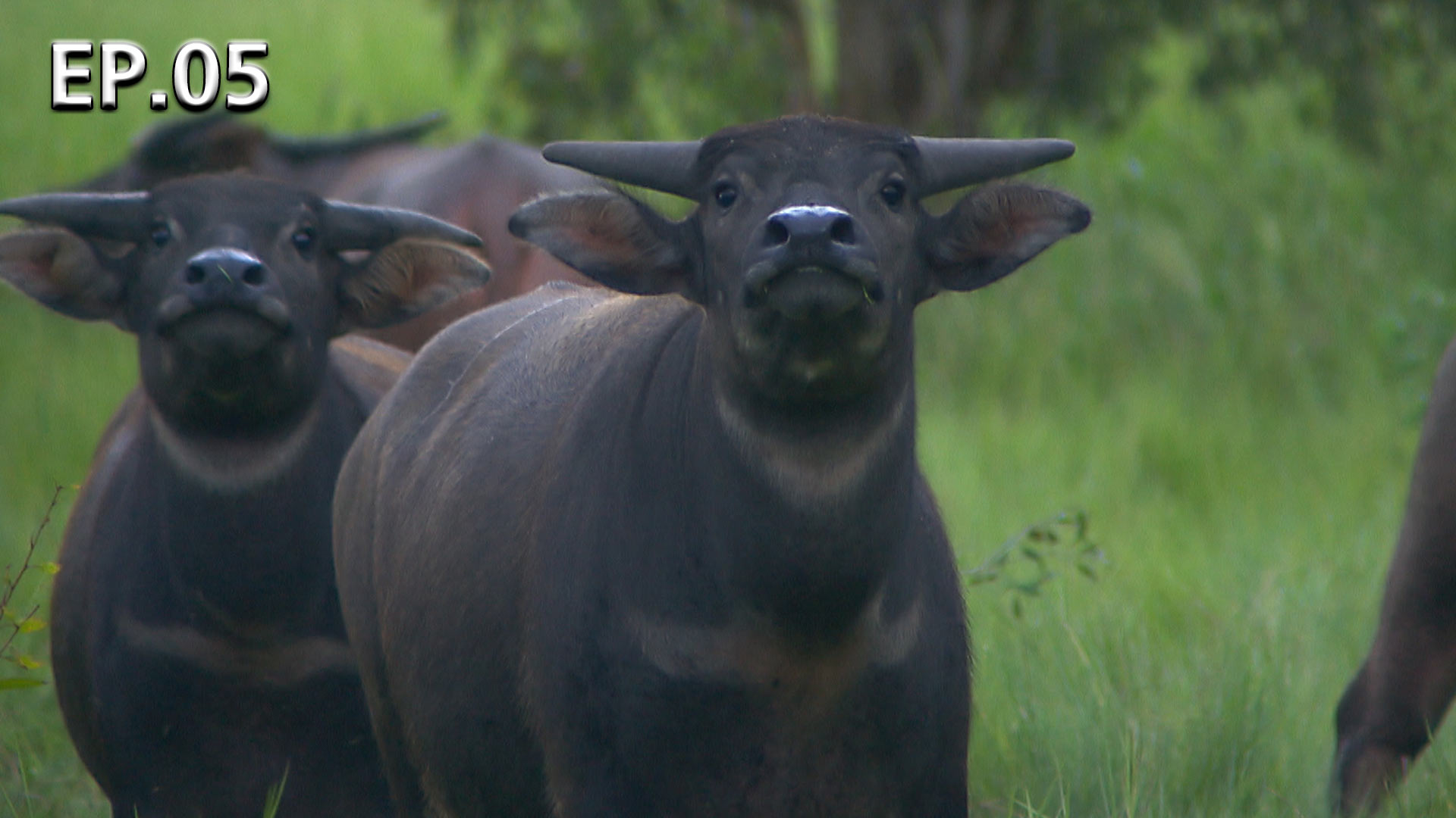 Барсук медоед банга. Рутуб животные. Картинки древних носорогов. Рутуб животные. 72 самых опасных животных австралии national geographic.