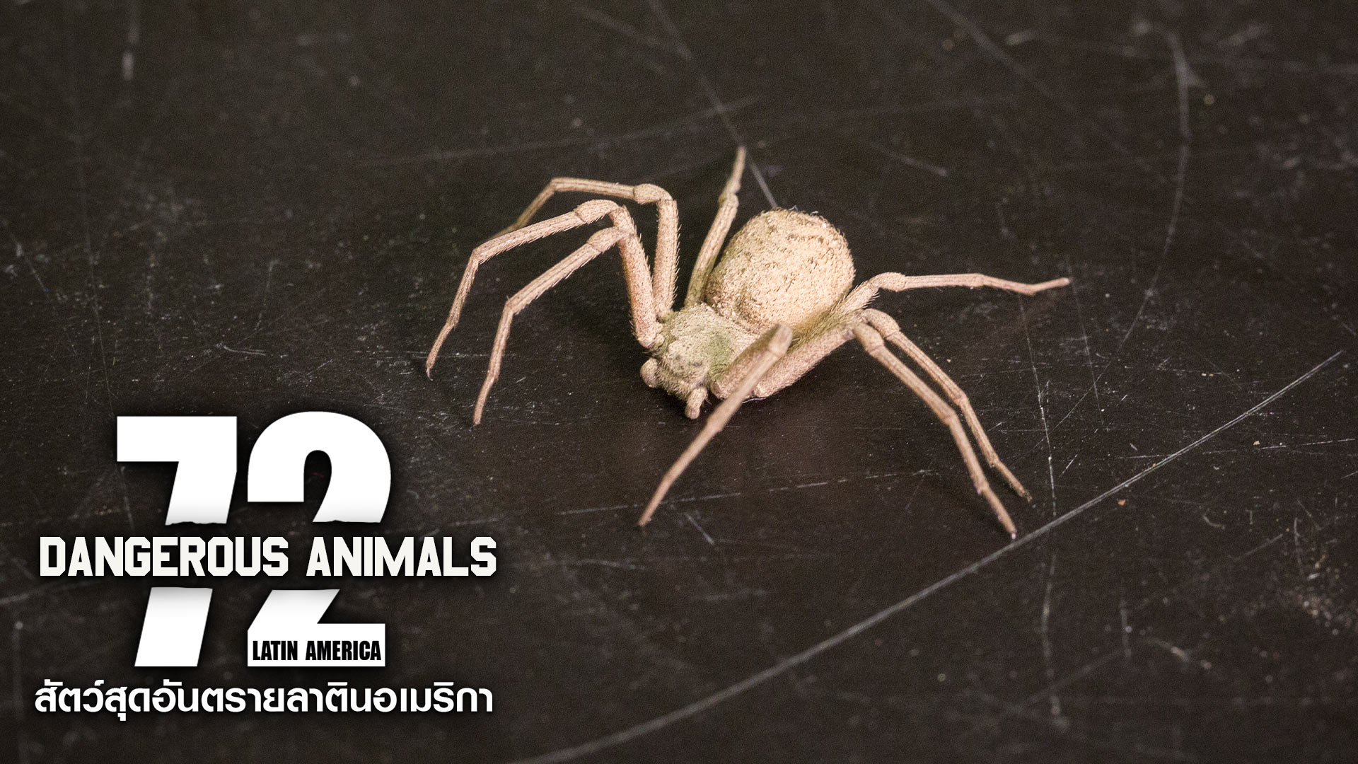72 Dangerous Animals: Latin America - Watch Series Online