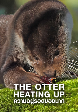 ความอยู่รอดของนาก