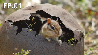 EP.01 | ป่าแห่งดีเอ็มซี