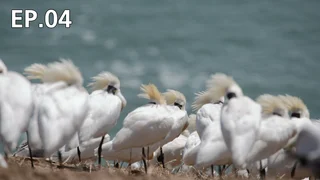 EP.04 | ป่าแห่งดีเอ็มซี