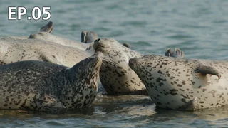 EP.05 | ป่าแห่งดีเอ็มซี