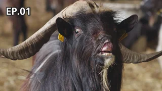 EP.01 | สู่ฟาร์มสามเกลอ