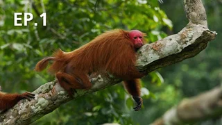 EP.01 | Animals Decoded