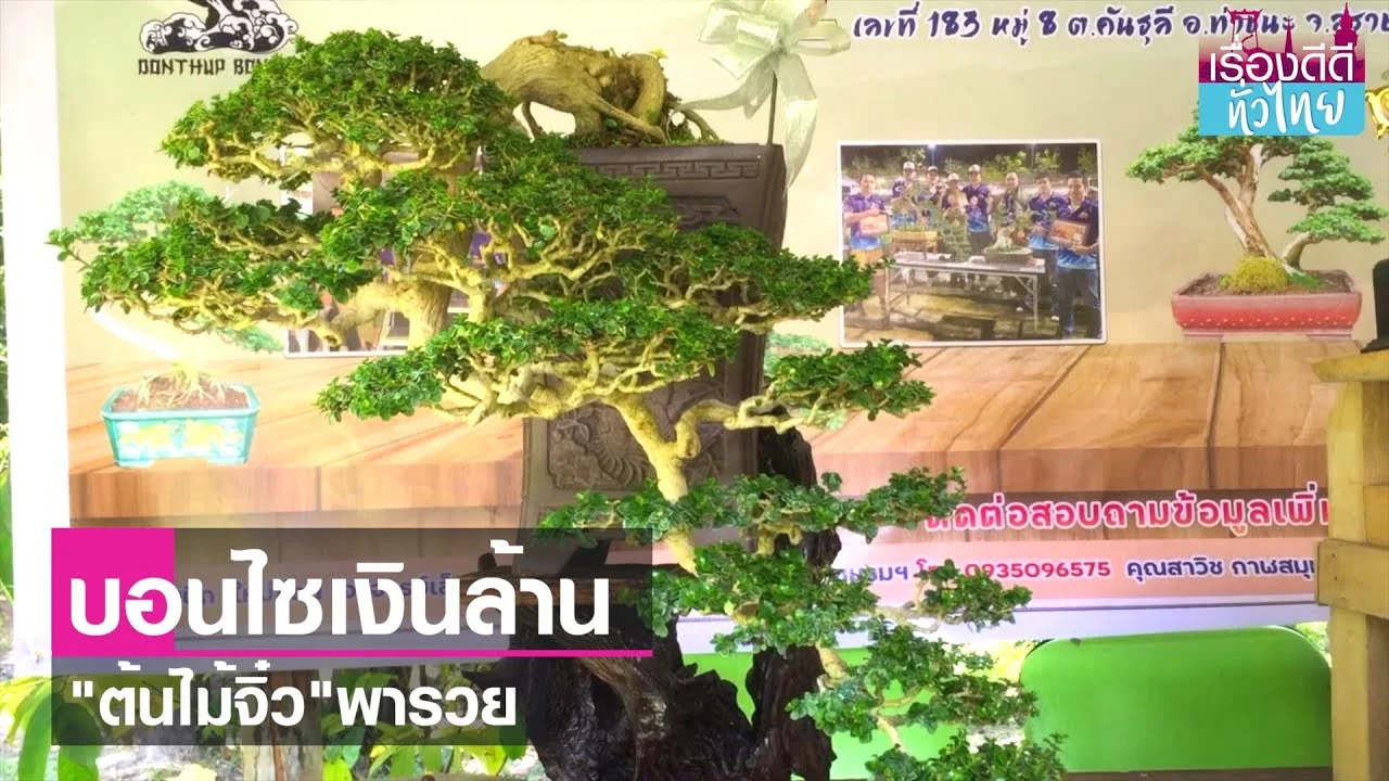 The Rise of Bonsai Clubs Surat Thani Rubber Planters Find New Passion