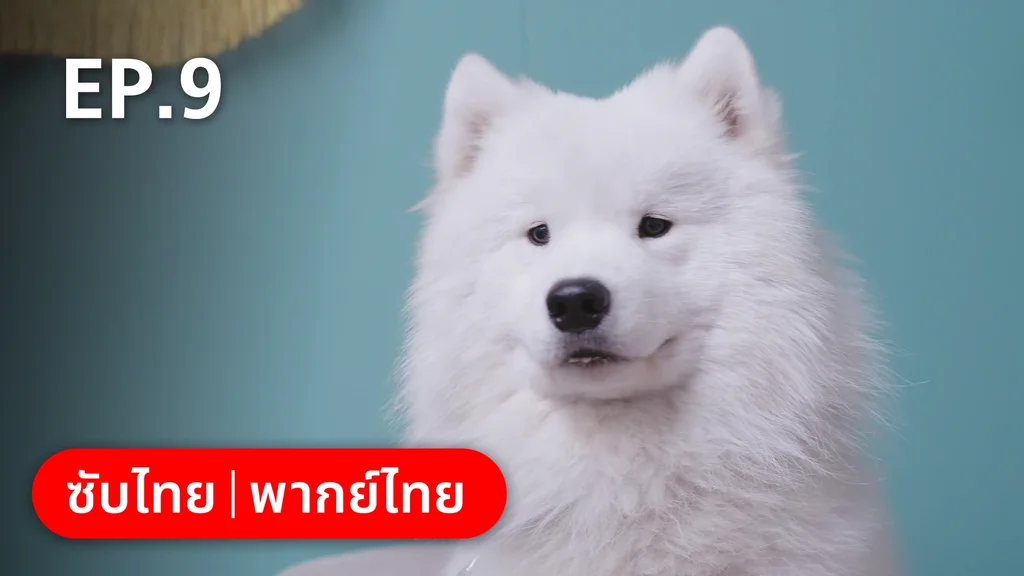 EP.09 | หวานใจเจ้านายขนฟู