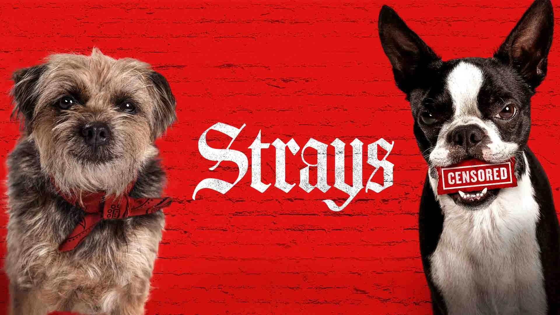 Trailer Strays Watch Movies Online