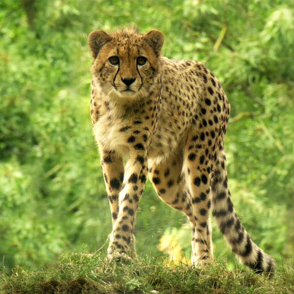 ชีวิตสวนสัตว์