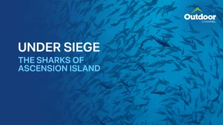 EP.01 | Under Siege: The Sharks of Ascension Island