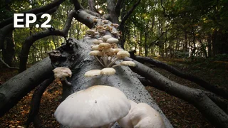 EP.02 | ความงามธรรมชาติ