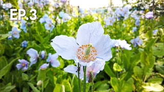 EP.03 | 'สวน' พลังแห่งการเยียวยา