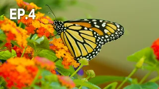 EP.04 | 'สวน' พลังแห่งการเยียวยา