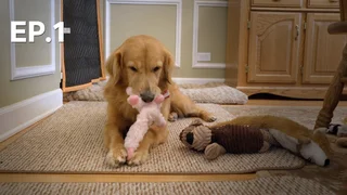 EP.01 | ภารกิจช่วยน้องหมา