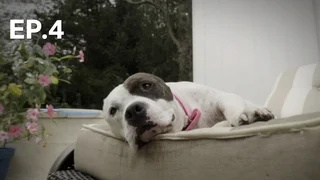 EP.04 | ภารกิจช่วยน้องหมา
