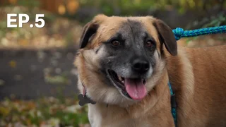 EP.05 | ภารกิจช่วยน้องหมา