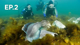 EP.02 | สำรวจสัตว์น้ำกับโจนาธาน เบิร์ด ปี 7