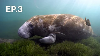 EP.03 | สำรวจสัตว์น้ำกับโจนาธาน เบิร์ด ปี 7