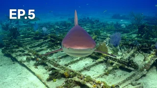 EP.05 | สำรวจสัตว์น้ำกับโจนาธาน เบิร์ด ปี 7