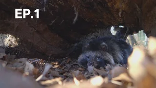 EP.01 | สุนัขป่า