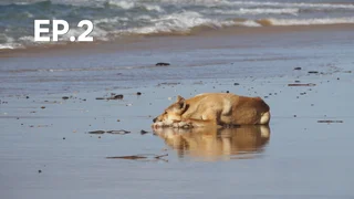 EP.02 | สุนัขป่า