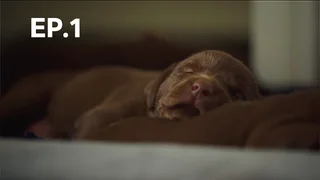 EP.01 | ขนฟูตัวจิ๋ว