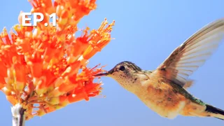 EP.1 | ปาฏิหาริย์ธรรมชาติ