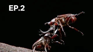 EP.2 | ปาฏิหาริย์ธรรมชาติ