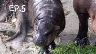 EP.05 | หมูเด้งไดอารี่: 10 NOV 2024