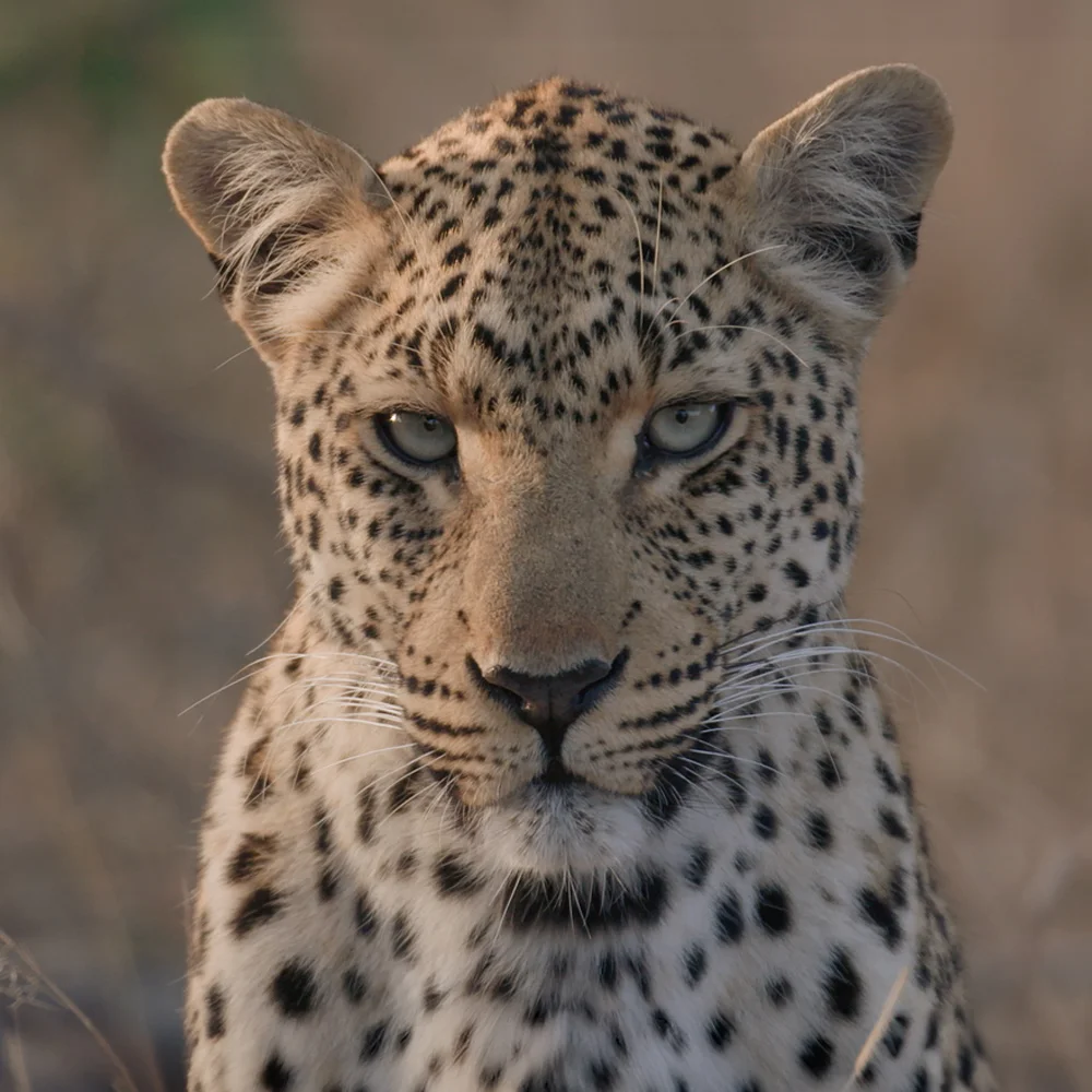 ข้อเท็จจริงการอนุรักษ์